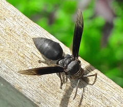 Parachartergus fraternus
