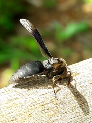 Parachartergus fraternus