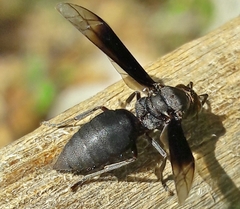 Parachartergus fraternus