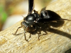Parachartergus fraternus