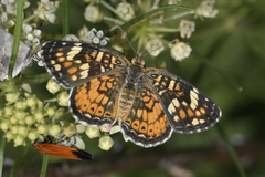 Phyciodes picta canace