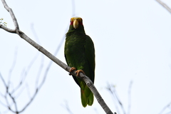 Amazona xantholora