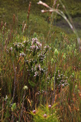 Erica perspicua perspicua