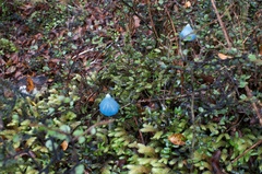Entoloma hochstetteri