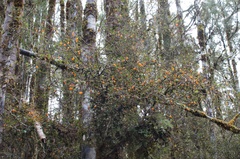 Neomyrtus pedunculata