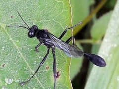 Eremnophila