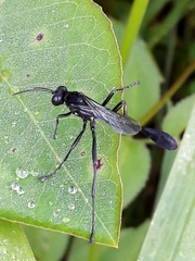 Eremnophila
