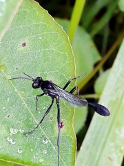 Eremnophila