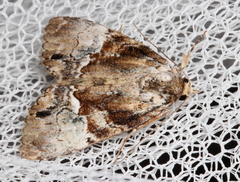 Alophosoma emmelopis