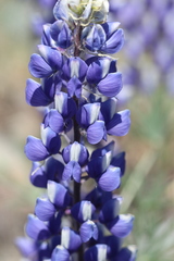 Lupinus benthamii