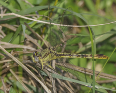 Arigomphus lentulus
