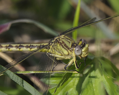 Arigomphus lentulus