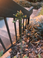 Youngia thunbergiana