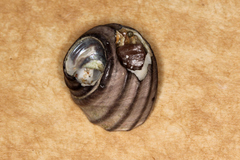Austrocochlea constricta image