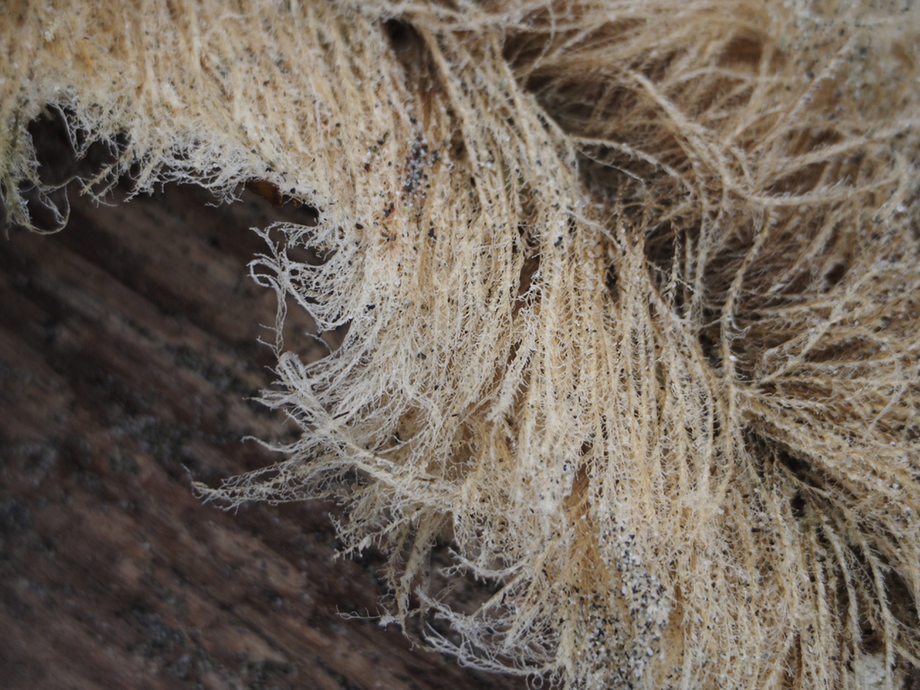 Photo of Feathery hydroid (Plumularia setacea)