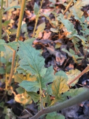 Youngia thunbergiana