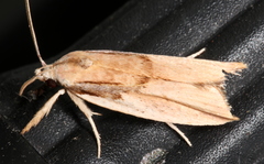 Pilostibes basivitta