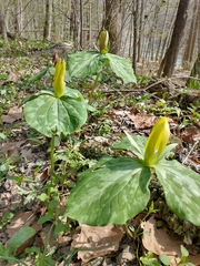Trillium luteum