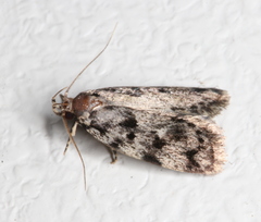 Barea subviridella