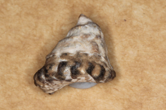 Image of Bembicium auratum
