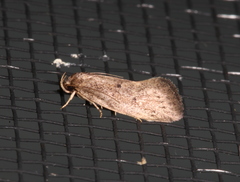 Syncometes vilis