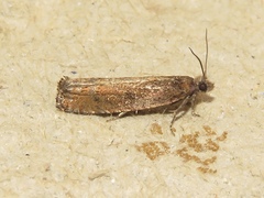 Pseudexentera mali