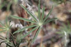 Lupinus benthamii