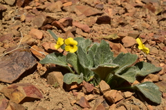 Viola purpurea aurea