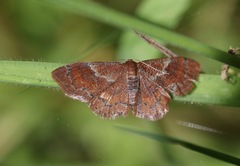 Leptostales rubromarginaria