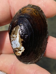 Hamiota perovalis
