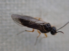 Hoplocampa
