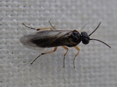 Hoplocampa