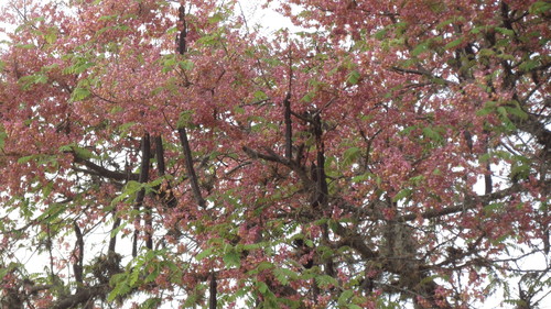 Cassia grandis