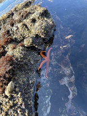 Henricia leviuscula