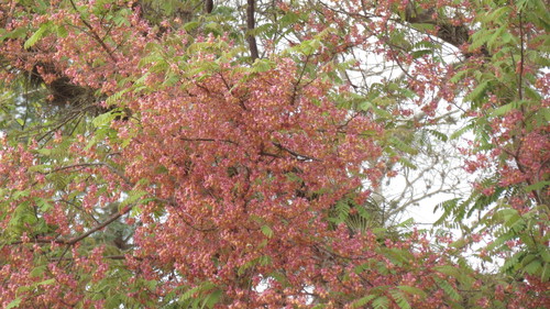Cassia grandis