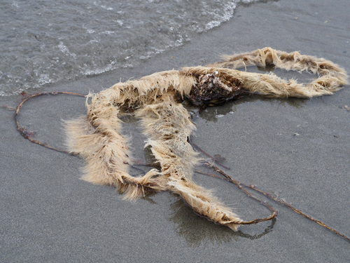 Photo of Feathery hydroid (Plumularia setacea)