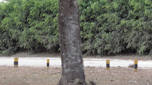 Cassia grandis