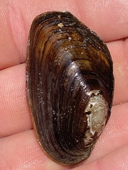 Pseudodontoideus subvexus