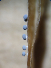 Didymium squamulosum