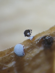 Didymium squamulosum