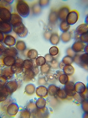 Didymium squamulosum