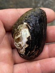 Hamiota perovalis