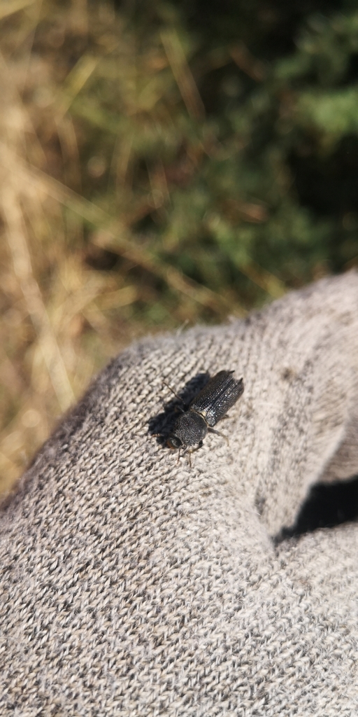 Neoterius mystax