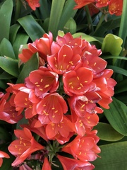 Clivia