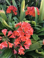 Clivia