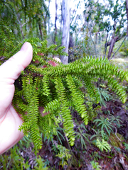 Lepidothamnus intermedius