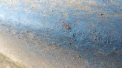 Oecophylla smaragdina