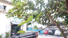 Psidium guajava