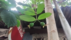 Psidium guajava