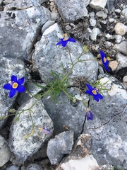 Giliastrum rigidulum